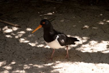 Fareli köyün istiridye avcısının siyah bir kafası ve at arabasının altında beyaz kanatları var..