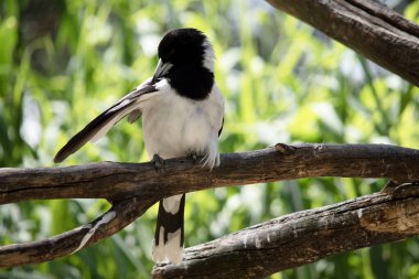 the pied butcher bird is black and white clipart