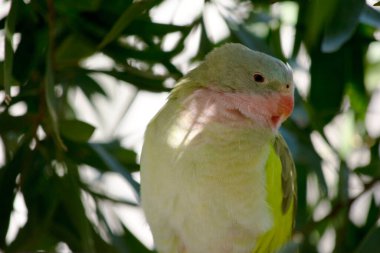 Prenses Alexandras 'ın papağanının pembe bir boynu açık mavi bir kafası ve yeşil kanatları var.