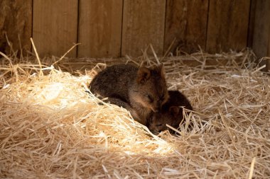 Quokka, kalın, kaba, gri-kahverengi tüylü ve hafif alt parçalı küçük bir valabidir. Burnu çıplak ve kulakları kısa..