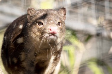 Benekli tüyler, kırmızı ile koyu kahverengi kürkü arasında zengin keseli hayvanlardır ve arkalarında kuyruk boyunca devam eden beyaz noktalarla kaplıdır..