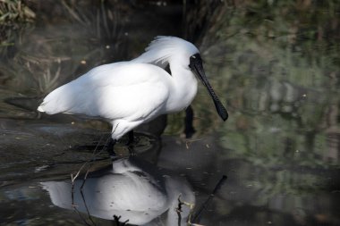 The royal spoonbill is a large white sea bird with a black bill that looks like a spoon. The royal spoonbill has yellow eyebrows and black legs clipart