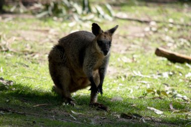 Güney Fırça kuyruklu Kaya-valbi 'nin tipik, uzun ve koyu renkli bir kuyruğu vardır.