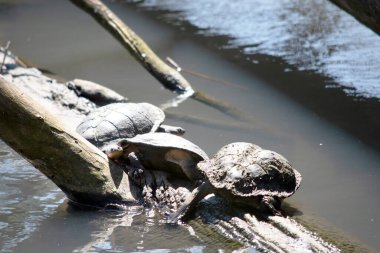 The Eastern Long Neck Turtle also referred to as a snake-necked turtle. The lower shell or plastron is usually creamy-yellow, sometimes with other dark brown markings. 