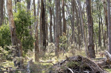 Orman Adelaide tepelerinde.