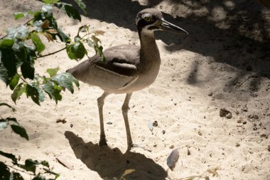 The beach stone curlew is largely grey-brown upperparts with a distinctive black-and-white striped face and shoulder-patch clipart