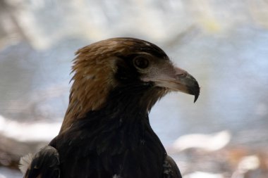 Siyah göğüslü akbaba oldukça büyüktür geniş, yuvarlak kanatları ve kısa bir boyun ve kuyruğu vardır..