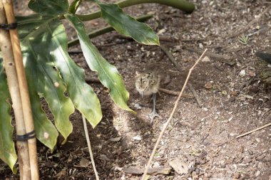 Siyah boyunlu piliç kahverengi, bronz tenli ve beyaz