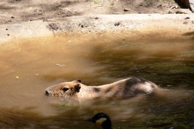 Capybara Güney Amerika 'ya özgü dev bir mağara kemirgenidir. Yaşayan en büyük kemirgen.