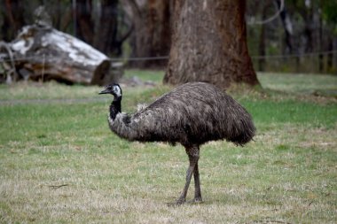 Emus 'lar koyu kahverengiden gri-kahverengi ve siyah uçlu ilkel tüylerle kaplıdır. Emu 'nun boynu mavimsi siyah ve tüysüz..