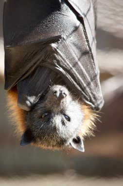 Yarasalar uçabilen tek memelilerdir. Kolları ya da elleri yerine kanatları var. Kanatların kemik yapısı insan eline benzer..
