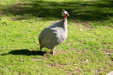 The Helmeted Guinea fowl is gray-black speckled with white. clipart