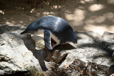 Penguenlerin büyük bir kafası, kısa bir boynu ve uzun bir gövdesi vardır. Kuyrukları kısa, sert ve kama şeklinde..
