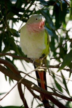 Prenses Alexandras 'ın papağanının pembe bir boynu açık mavi bir kafası ve yeşil kanatları var.