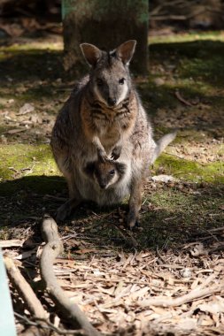 Tammar valabinin koyu grimsi üst kısımları, daha soluk alt kısımları, paslı kenarları ve uzuvları vardır. Tammar valabinin yüzünde beyaz çizgiler vardır..