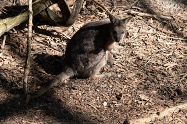 Tammar valabinin koyu grimsi üst kısımları, daha soluk alt kısımları, paslı kenarları ve uzuvları vardır. Tammar valabinin yüzünde beyaz çizgiler vardır..