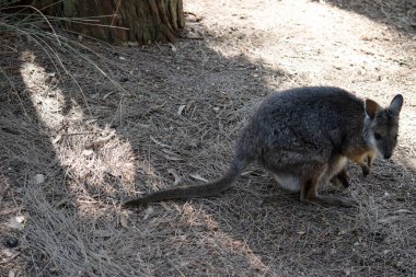 Tammar valabinin koyu grimsi üst kısımları, daha soluk alt kısımları, paslı kenarları ve uzuvları vardır. Tammar valabinin yüzünde beyaz çizgiler vardır..