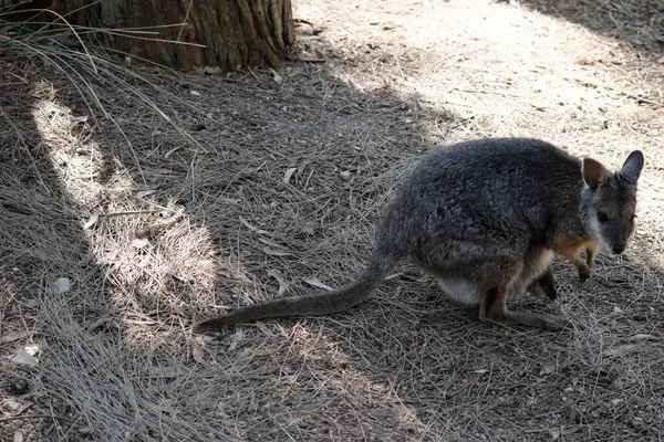 Tammar valabinin koyu grimsi üst kısımları, daha soluk alt kısımları, paslı kenarları ve uzuvları vardır. Tammar valabinin yüzünde beyaz çizgiler vardır..