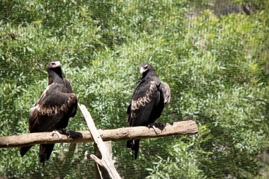 The Wedge-tailed Eagle is a dark brown-black color. The beak of the Wedge-tailed Eagle is pale cream. clipart