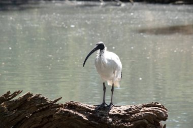 Avustralya Beyaz Ibis ağırlıklı olarak beyaz tüylü, tüysüz siyah başlı, boyunlu ve bacaklı olarak karakterize edilir.. 