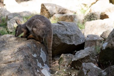 Sarı ayaklı kaya valabisi beyaz yanak çizgisi ve turuncu kulaklarıyla parlak renklidir. Üzerinde beyaz bir yan şerit ve kahverengi ve beyaz bir kalça çizgisi ile geyik grisidir..