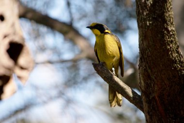 the yellow tufted honeyeater has a bright yellow forehead, crown and throat, a glossy black mask and bright golden ear-tufts. clipart