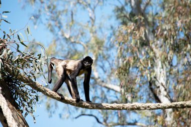 Siyah elli örümcek maymunun kanca gibi elleri ve kavrayışlı kuyruğu olan siyah ya da kahverengi kürkü vardır..