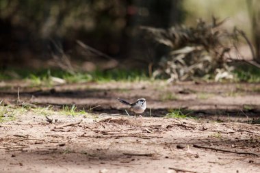 The female fairy wren has a grey-white belly and the bill is black. Females and young birds are mostly brown above with a dull red-orange area around the eye and a brown bill. clipart