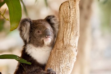 Koala 'nın büyük yuvarlak bir kafası, büyük tüylü kulakları ve büyük siyah bir burnu var. Kürkleri genellikle gri-kahverengidir. Göğsünde, iç kollarında, kulaklarında ve altında beyaz kürkleri vardır..