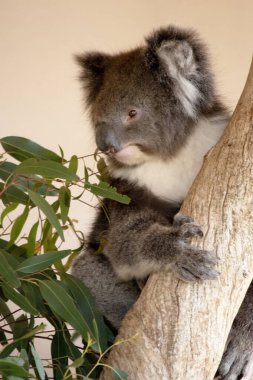 Koala 'nın büyük yuvarlak bir kafası, büyük tüylü kulakları ve büyük siyah bir burnu var. Kürkleri genellikle gri-kahverengidir. Göğsünde, iç kollarında, kulaklarında ve altında beyaz kürkleri vardır..