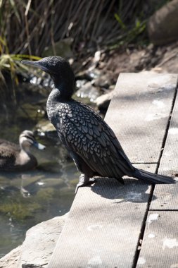 Küçük siyah karabatak, mavi gözlü bir Karadeniz kuşudur.