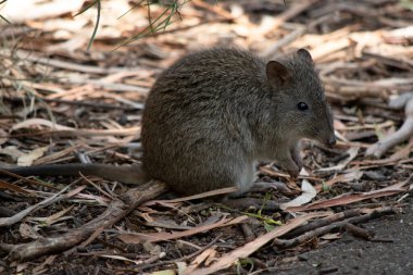 The Long-nosed Potoroos have a brown to grey upper body and paler underbody. Long-nosed Potoroos have a long nose that tapers with a small patch of skin extending from the snout to the nose. clipart