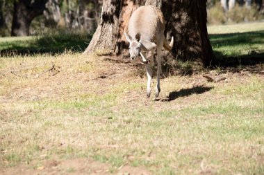 Erkek kırmızı kanguruların kırmızı-kahverengi kürkü vardır. Pençeli pençeleriyle üst uzuvları kısalmış. Dar bir kafaları, uzun burunları ve uzun sivri kulakları var..