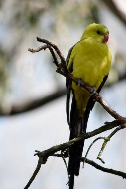 Erkek Vekil Papağan 'ın kuyruğu ve dış kenarları koyu mavi-siyah olan genel sarı bir görünüşü vardır..