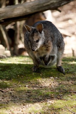 The tammar wallaby has dark greyish upperparts with a paler underside and rufous-coloured sides and limbs. The tammar wallaby has white stripes on its face. clipart