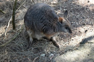 Tammar valabinin koyu grimsi üst kısımları, daha soluk alt kısımları, paslı kenarları ve uzuvları vardır. Tammar valabinin yüzünde beyaz çizgiler vardır..
