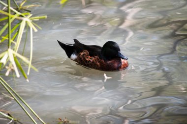 Erkek kestane rengi ördeğin yeşil bir kafası, boynu ve kahverengi bir vücudu var.
