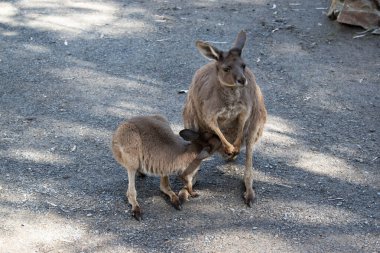 The Western grey is with her joey out of the pouch while he feeds frpm her pouch clipart