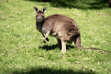 Batı grisi büyük, kaslı hayvanlardır. Gri-kahverengidir, kırmızımsı-kahverengidir. Küçük bir kafası, büyük kulakları ve denge için uzun ve kalın bir kuyruğu vardır.. .