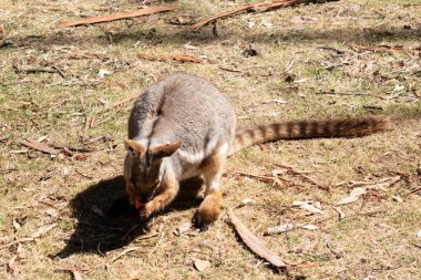 Sarı ayaklı kaya valabisi beyaz yanak çizgisi ve turuncu kulaklarıyla parlak renklidir. Üzerinde beyaz bir yan şerit ve kahverengi ve beyaz bir kalça çizgisi ile geyik grisidir..