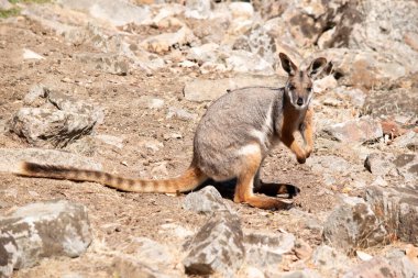 Sarı ayaklı kaya valabisi beyaz yanak çizgisi ve turuncu kulaklarıyla parlak renklidir. Üzerinde beyaz bir yan şerit ve kahverengi ve beyaz bir kalça çizgisi ile geyik grisidir..