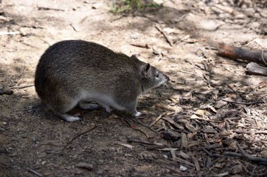 Güney kahverengi Bandicoots yaklaşık bir tavşan büyüklüğündedir ve sivri burunlu, kamburlu, ince kuyruklu ve büyük arka ayakları vardır.