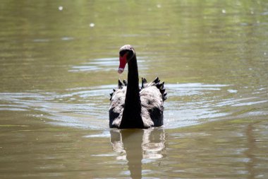 Siyah kuğunun sırtında beyaz ve boynu tamamen siyah olan siyah tüyleri vardır. Kırmızı gagalı, beyaz çizgili ve kırmızı gözlü.