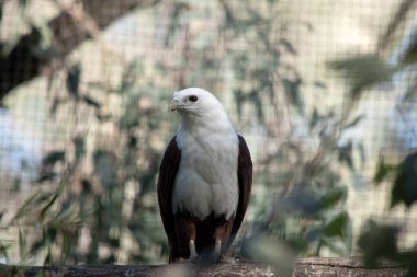 Brahminy uçurtması ayırt edici ve zıt renkte, kestane tüyleriyle beyaz baş, göğüs ve siyah kanat uçları hariç..