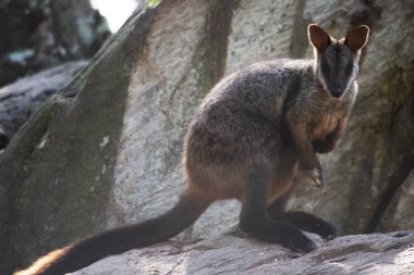 Güney Fırça kuyruklu Kaya-valbi 'nin tipik, uzun ve koyu renkli bir kuyruğu vardır..