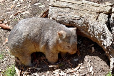 Yaygın Wombat 'ın parlak siyah bir burnu vardır, tıpkı bir köpek gibi. Kulakları nispeten küçük, üçgen ve biraz yuvarlaktır.