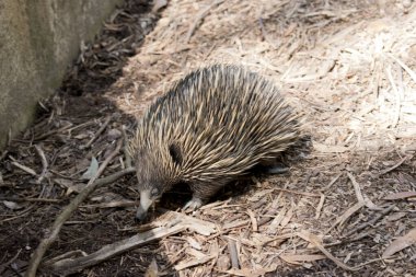 Kısa burunlu olanın sert pençeli ayakları ve kahverengimsi bir vücudun üst kısmında dikenleri vardır. Burun dardır ve ağız küçüktür. Termitler ve karıncalar ile beslenmek için uzun ve yapışkan bir dilleri vardır..