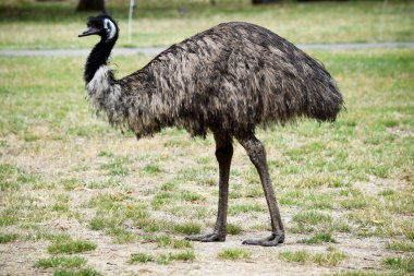 Emus 'lar koyu kahverengiden gri-kahverengi ve siyah uçlu ilkel tüylerle kaplıdır. Emu 'nun boynu mavimsi siyah ve tüysüz..