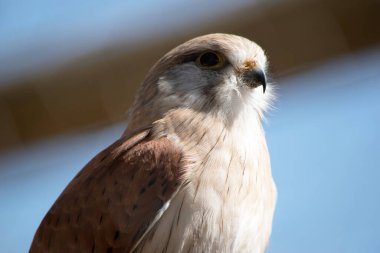 Nankeen Kerkenezi ince bir şahindir ve nispeten küçük bir yırtıcıdır.