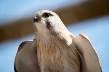 Nankeen Kerkenezi ince bir şahindir ve nispeten küçük bir yırtıcıdır.